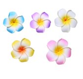 30 New Fabulous Foam Frangipani Flower 8x3.5cm Mixed