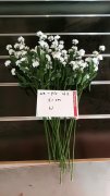 5Pcs White Flower 51cm Long we-flo162