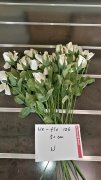 10Pcs White Flower 50cm Long we-flo186