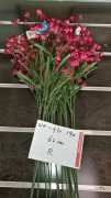 10Pcs Red Rose Flower 62cm Long we-flo190