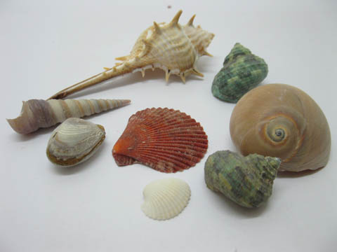 50Packs Natural Shell Embellishment Sea Theme Wedding Favor - Click Image to Close